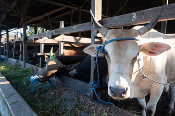Cows on the farm are fed grass and will be sacrificed on the Muslim holiday of Eid al-Adha to take...