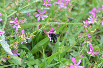 BUMBLEBEE. FLOWER. FOREST. GRASS