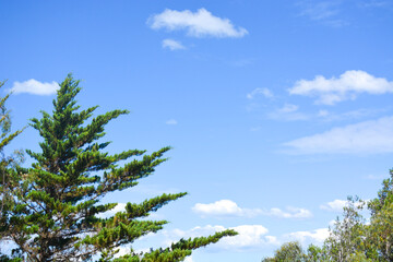 Obraz premium Sky and trees