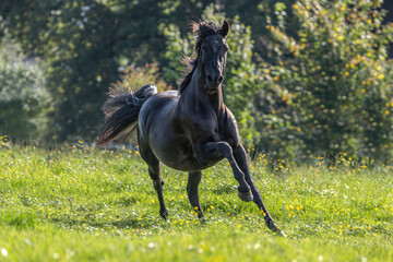 Portrait of a black pura raza espanola horse running on a meadow