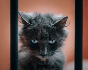 portrait of a beautiful cat with blue eyes and an intimidating look. Stock photo