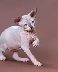 Portrait of beautiful young Canadian Sphynx Cat of color blue mink and white walking on brown background, looking away. Male kitten is seven weeks old. Side, partial view. Studio shot.