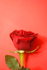 red rose on a red background