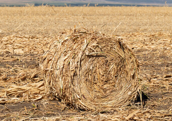 Harvesting. Round bales made from corn stalks. Agriculture in the steppe.