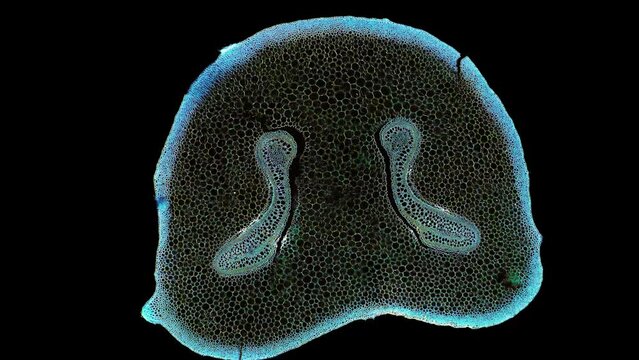 zoom in cross section cut slice of plant stem under the microscope &ndash; microscopic view of plant cells for botanic education &ndash; high quality animation
