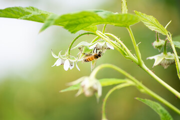 ABEJA