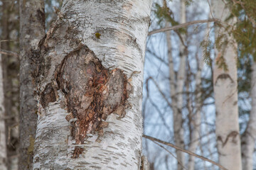 Tree of love