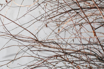 Branches of dry tree on the background of a gray rough cement wall. Birch twigs outdoors.