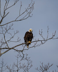 A Bald Eagle sits on a tree by the Maurice River in Millville, New Jersey.