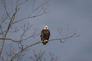 Bald Eagle stares into the camera.