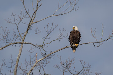 A Bald Eagle perched in a tree by a river in Millville, New Jersey.