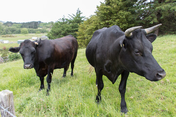 Close up of two black bulls at green meadow, Puhoi, New Zealand.