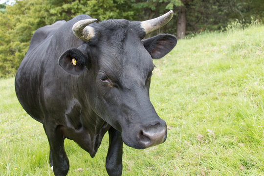 Close up of a black bull at green meadow, Puhoi, New Zealand.