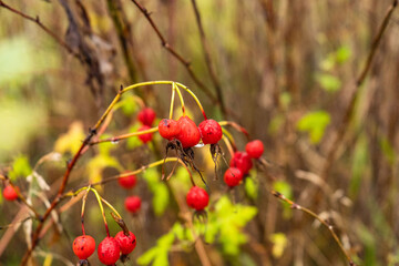 Red berries with red leaves. Rosehip in raindrops.