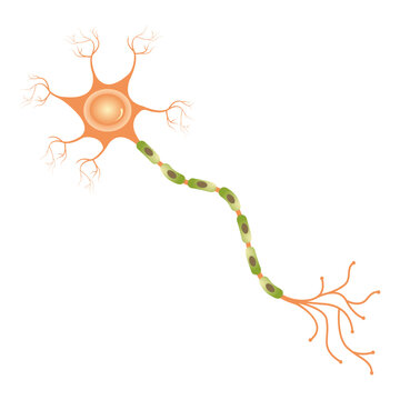 recommend clip art: Neurobiology template for presentation