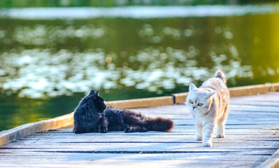 white cat in nature playing with a black cat in nature by the water
