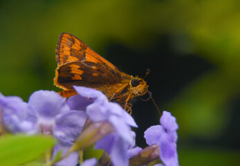 Tiny Little Butterfly on Blue Flowers Beautiful Background 