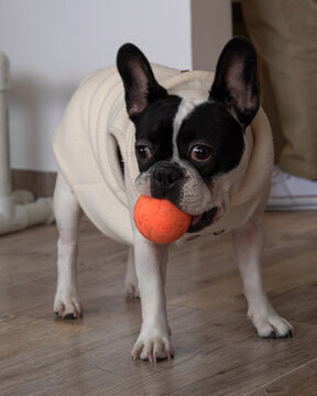 Perro bulldog francés jugando con una pelota naranja
