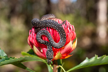 Juvenile Diamond Python resting on Waratah Flower
