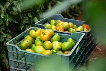 Green tomatoes in plastic boxes on trolley in greenhouse, rich harvest