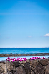 Fototapeta na wymiar Fresh Lei Flowers Necklace onshore beach, Kauai Hawaiian Island Tropical Vacation Background. Hawaii Luau Icon Travel Concept. Selective focus.