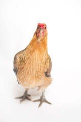 Red chicken isolated on white background