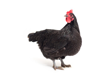 Black Australorp Chicken Isolated on White Background