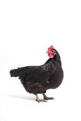 Black Australorp Chicken Isolated on White Background