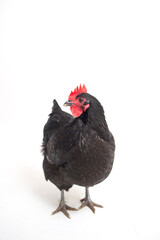 Black Australorp Chicken Isolated on White Background