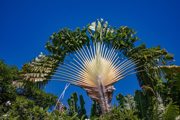 A beautiful, giant palm branch in Honolulu, Hawaii.