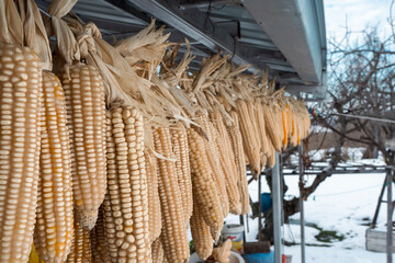 Dried corns hanging from the roof