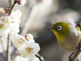 白い梅の花とメジロ