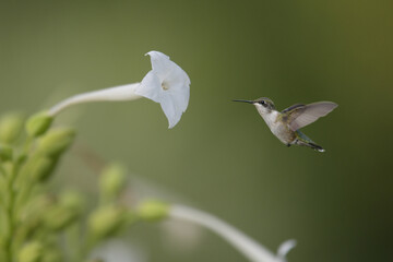 Hummingbirds are birds native to the Americas. They are the smallest of birds, most species measuring 7.5–13 cm (3–5 in) in length.