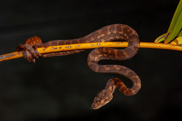 Australian Carpet Python resting on palm branch