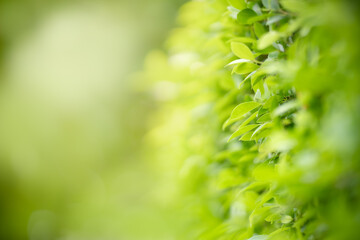 Beautiful nature view green leaf on blurred greenery background under sunlight with bokeh and copy space using as background natural plants landscape, ecology wallpaper concept.