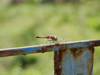手すりに止まった赤トンボ