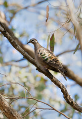 Australian common bronzewing pigeon (Phaps chalcoptera)