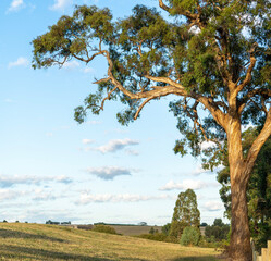 Swirling patterned bark of eucalyptus tree catching the morning light