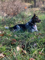 Australian cattle dog 
