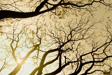 Leafless tree branches of winter season, season specific image of nature. Image shot against Sun, at Kolkata, Calcutta, West Bengal, India
