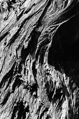 Black and white abstract tree trunk wood texture. Natural background. Vertical image.