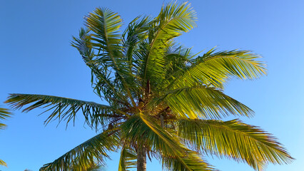 Obraz na płótnie Canvas Wonderful Carribean Palm trees moving in the wind - travel photography