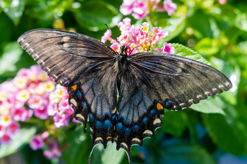 A female Eastern black swallowtail feeds on lantana on a backyard patio in Waukesha County Wisconsin.
