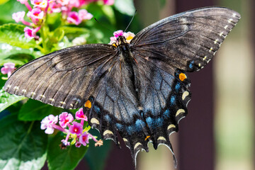 A female Eastern black swallowtail feeds on lantana on a backyard patio in Waukesha County Wisconsin.
