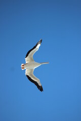 Obraz premium Gaviota en vuelo
