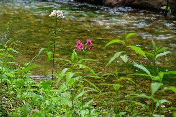 流れとクリンソウ