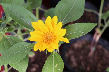 flower, yellow, nature, plant, summer, garden, flora, sunflower, flowers, bloom, leaf, blossom, spring, beauty, macro, petal, leaves, bright, daisy, orange, floral, color, petals, sun, closeup