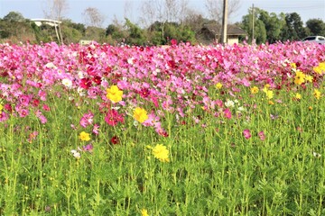 flower, field, tulip, spring, nature, flowers, garden, tulips, landscape, agriculture, colorful, purple, bloom, netherlands, pink, farm, sky, yellow, beauty, flora, color, red, plant, holland, blossom