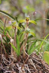 早春に咲く「シュンラン」