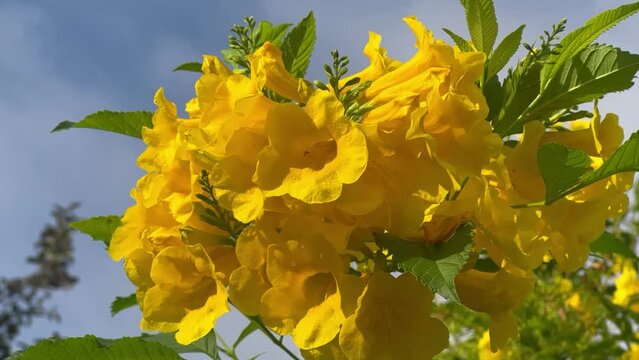 Footage Full HD 1080p, low angle. Yellow elder (Tecoma stans). Bright yellow flowers, a tropical shrub.